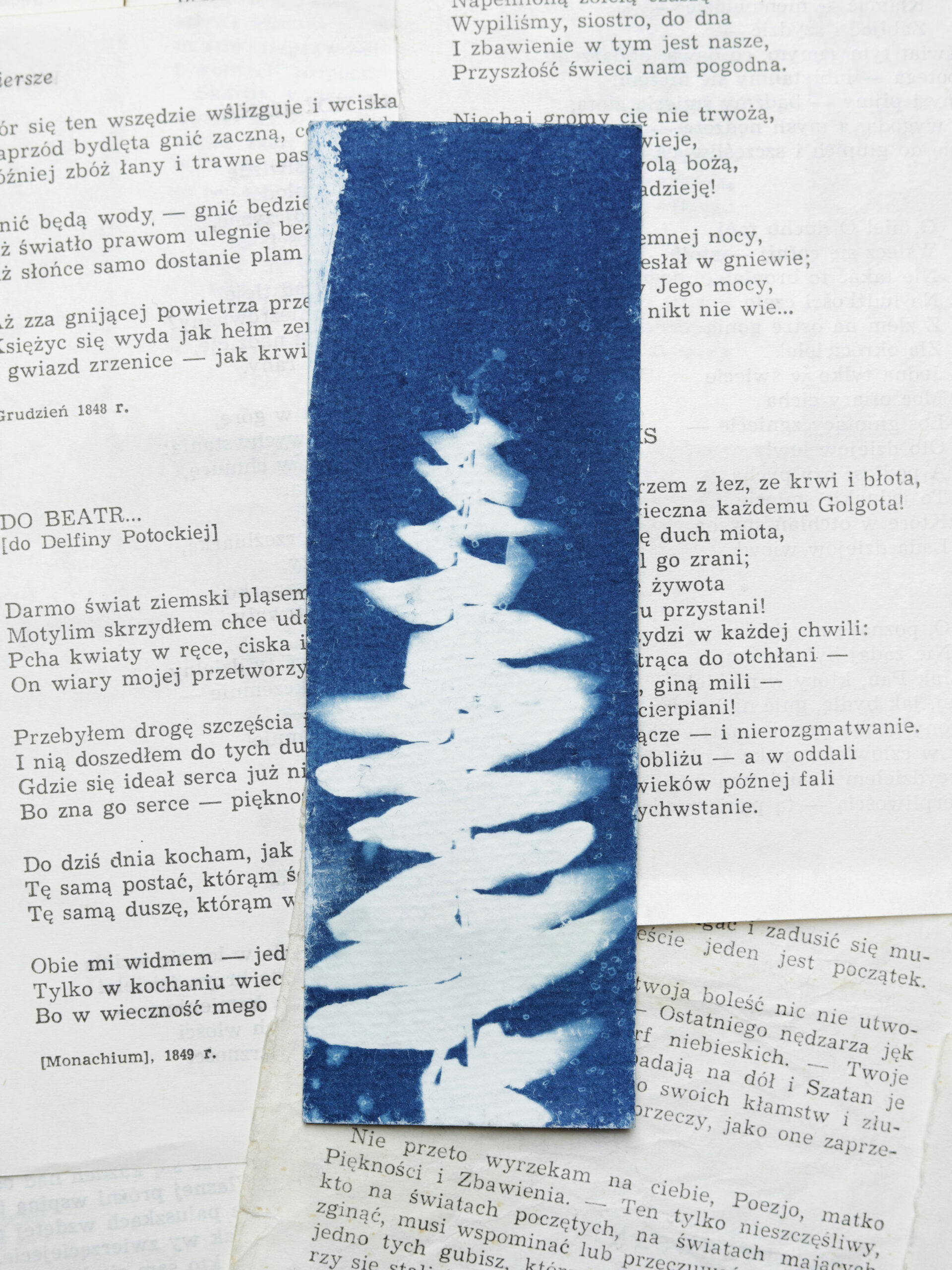 zakładka do książki cyjanotypia SAGA PAPROCI - obrazek 12