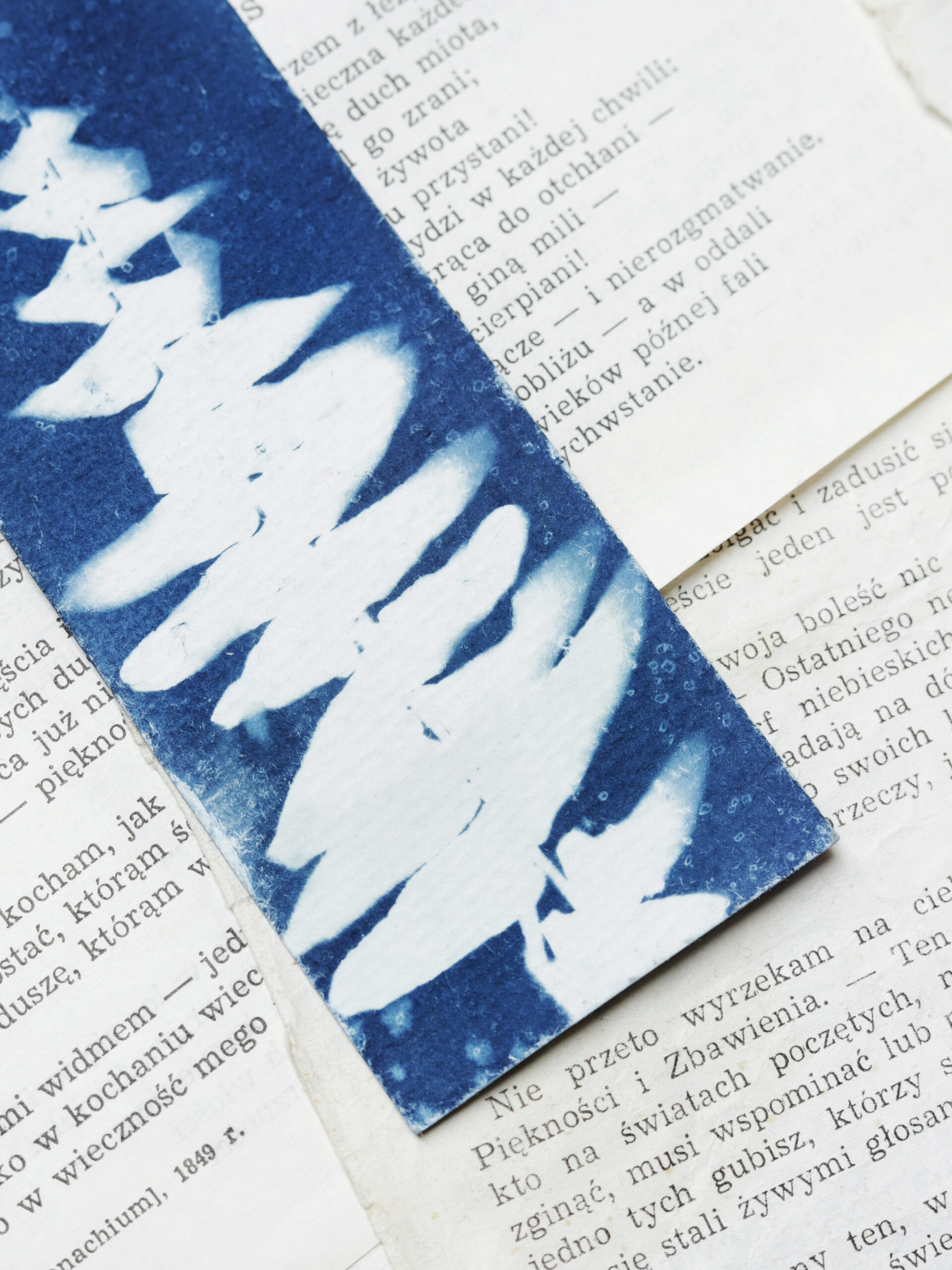 zakładka do książki cyjanotypia SAGA PAPROCI - obrazek 14