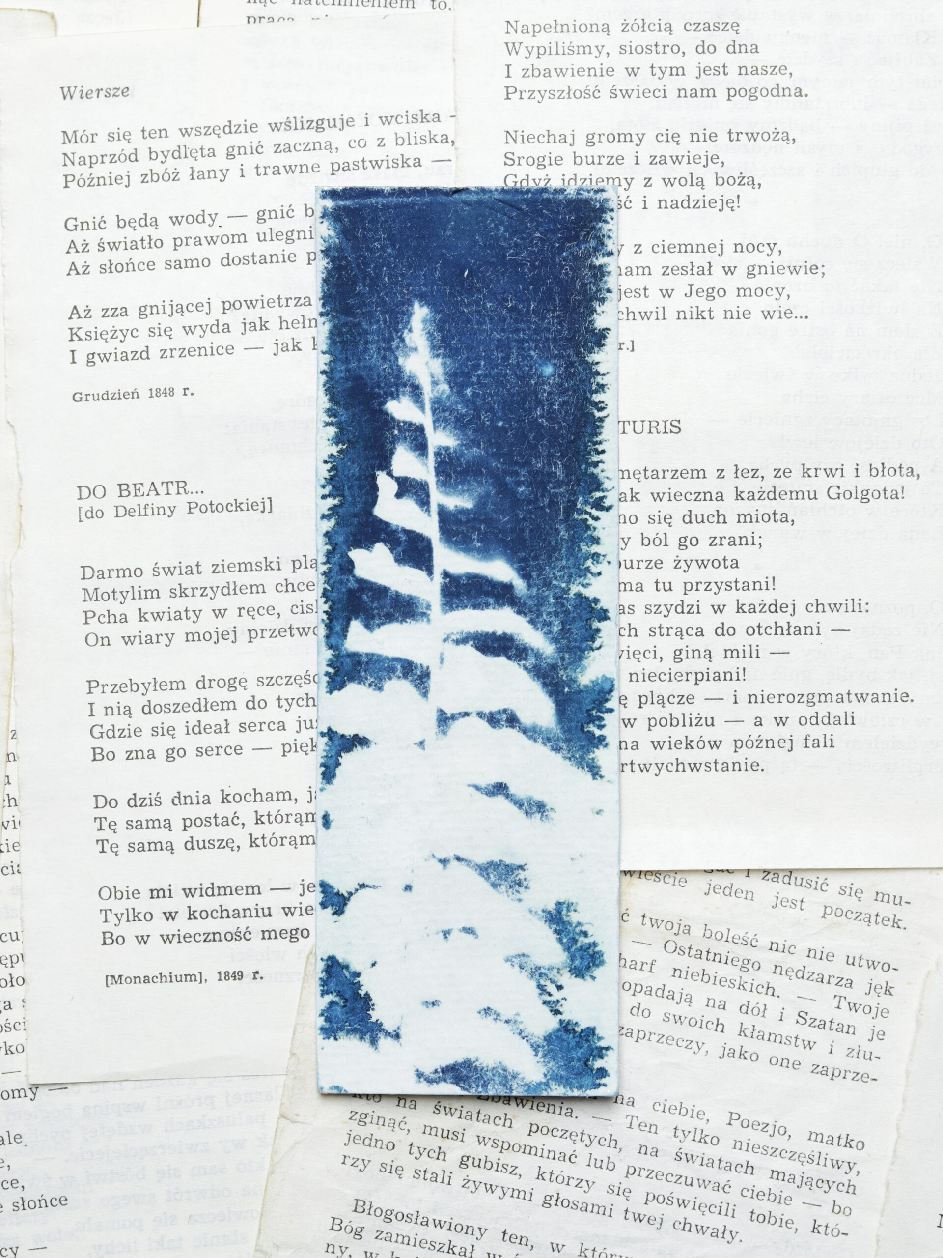 zakładka do książki cyjanotypia SAGA PAPROCI - obrazek 8