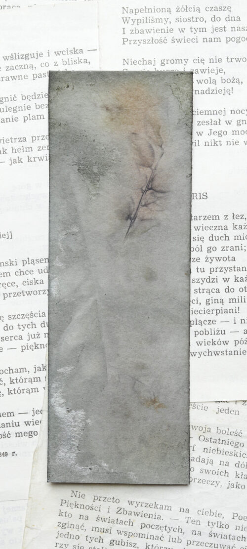 zakładka do książki druk botaniczny SAGA ZIEMI - obrazek 9